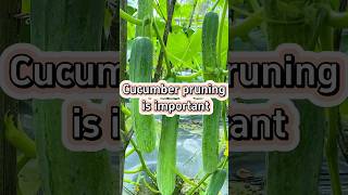 Cucumber pruning tips and tricks viralvideo garden gardaning growingvegetables gardenerscorner [upl. by Jehiah]