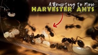 Attempting to Move Harvester Ants [upl. by Lurleen]