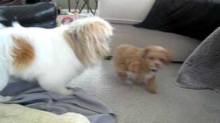 pekingese dog vs cute bichon frise toy poodle puppy playing 8 weeks [upl. by Fredella]