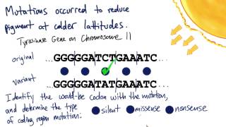 Tyrosinase  Tales from the Genome [upl. by Livia]