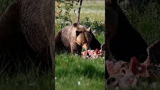 Photographing a Huge Brown Bear Tear Apart a Boar [upl. by Ahtnamas]