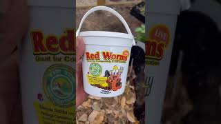 Easy DIY Worm Bin [upl. by Reynolds662]