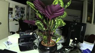 Calathea timelapse  MRT office [upl. by Neltiak434]