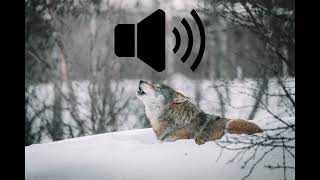 Wolf howl sound effect DOWNLOAD IN DISC [upl. by Chimene]