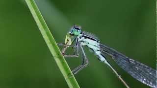 Libelle frisst Grashüpfer  dragonfly eats grasshopper [upl. by Allisirp]