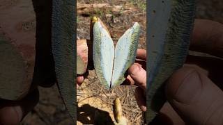 Mushroom ASMR Red Stemmed Bitter Bolete Caloboletus rubripes Stains Blue Inedibly Bitter [upl. by Onirefez803]