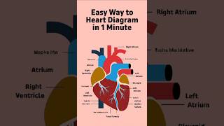 easy way heart diagram shorts [upl. by Glynda]