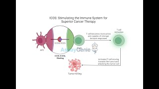 ICOS Stimulating the Immune System for Superior Cancer Therapy [upl. by Tristan]