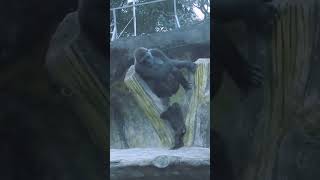 gorilla Tayari 10歲11個月 mom amp son Jabali 1歲3個月 小大猩猩 ゴリラ [upl. by Nylevol]