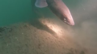 Conger eel encounter while diving on a wreck in poor visibility [upl. by Haldan348]