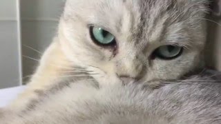 Cat tongue in action  Slow Motion video  funny sweet cat video [upl. by Patsis]