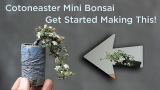 Bonsaify  How To Start Making a Cotoneaster Mini Bonsai [upl. by Neersin]