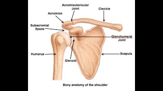 SHOULDER COMPLEX PART4 GLENOHUMERAL JOINT [upl. by Halian760]