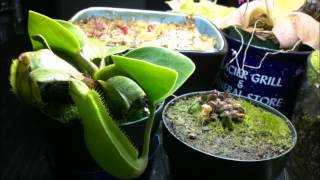 Nepenthes truncata and Cephalotus Follicularis 5 month time lapse [upl. by Kostival627]