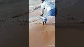 beach viralvideo trendingshorts fish fishing shortvideo [upl. by Llerej]