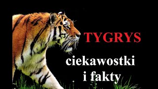 TYGRYS  ciekawostki i fakty [upl. by Naves200]