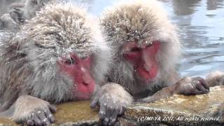 The SNOW MONKEY Park Japan enjoy hot spring on snowy day 雪降る地獄谷野猿公苑 スノーモンキー JIGOKUDANI [upl. by Neri]