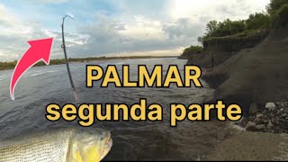 PALMAR LLENO de DORADOS parte 2 [upl. by Ettenej]