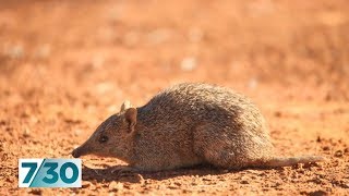 The project bringing the Golden Bandicoot and Burrowing Bettong back from the brink  730 [upl. by Relyhs558]