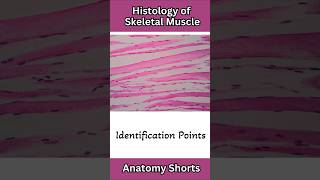 Histology of Skeletal Muscleanatomy biology science facts shorts [upl. by Mccartan296]