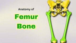 Femur Bone Anatomy  Osteology of Lower Limb  Doctor Speaks [upl. by Stephannie221]