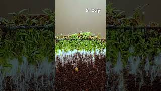 Plant growing in time lapse 15 days [upl. by Tersina]