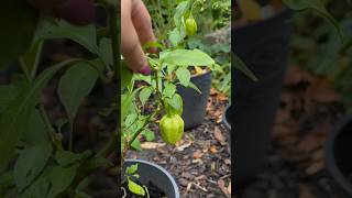 Pepers sneller laten rijpen Ik wil ze komende tijd naar binnen halen om te overwinteren pepper [upl. by Halsey]