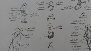 شرح سكشن الجمبري د نرمين خالد الجزء الثاني Prawn anatomy Shrimp dissection [upl. by Dawaj]