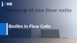 Pseudomonas aeruginosa amp Saccharomyces cerevisiae Biofilm In Flow Cells l Protocol Preview [upl. by Twedy]