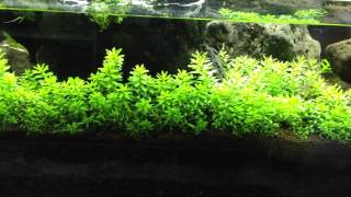 Rotala Nanjenshan growth log Day 5 [upl. by Dunaville846]