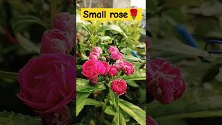 Small Rose rosegrowthing gardeningdiaryrosetips gardening roseflower flowers flowergarden pla [upl. by Tibold415]