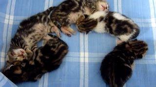 Sleeping Cute Kittens  hieroglyphs [upl. by Marler583]