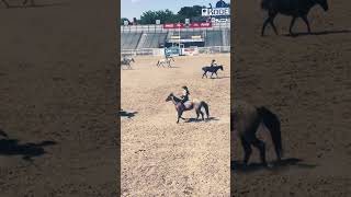 EhCapa CNR101 Caldwell Night Rodeo Foundation Rodeo Horse ehcapa cowboy cowgirl western [upl. by Firestone195]