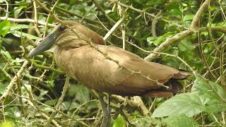 Hamerkop Scopus umbrette [upl. by Hagan]