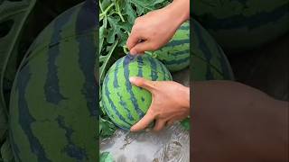 Exactly experience fruits cutting fruit shorts [upl. by Enomas]