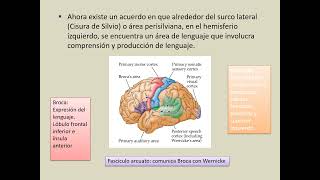 Funciones cerebrales superiores [upl. by Sudaorb]