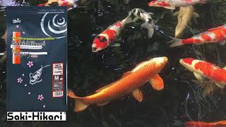 Happy SakiHikari fed Koi [upl. by Padraic]