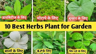 10 Best herbs Plant for Garden  यह 10 औषधीय पौधे गार्डन में जरूर लगाएं  Home Garden [upl. by Perkoff]