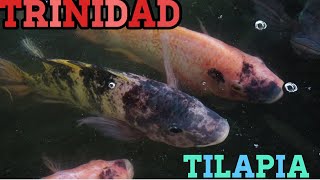 TILAPIA FISH TRINIDAD [upl. by Ecienahs]