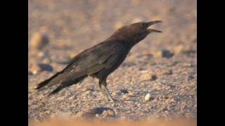 Corbeau brun Brownnecked Raven [upl. by Yeltnarb840]