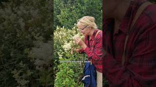 Edible Meadowsweet Filipendula Ulmaria edibleplants charnwoodforaging [upl. by Accem]