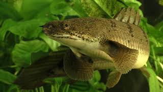 Secrets of the Polypterus [upl. by Llenehc]