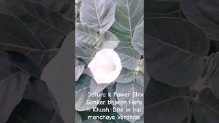 Datura flowers  moon flower  shivji favourite flowers  Datura daturayoutubeshorts garden [upl. by Lledrac]