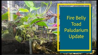 Fire Belly Toad Paludarium Update [upl. by Siahc]