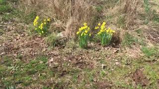 Daffodil walk in the wild garden Kyneton 28th Aug 2022 [upl. by Adnulahs]