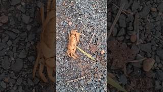 Enjoy Crab Walkfull video check out in video🦀 nature crab [upl. by Mehalick939]