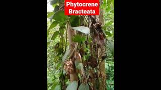 We Found a Super Rare Fruit In Borneo Jungle Phytocrene Bracteata [upl. by Atnek]