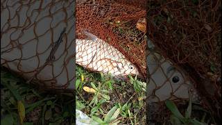 Net fishing trap shorts ytshorts [upl. by Alehs]