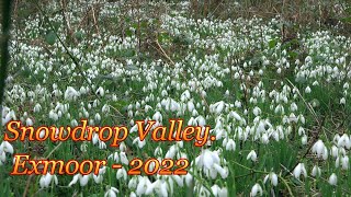 Snowdrop Valley [upl. by Thorpe298]