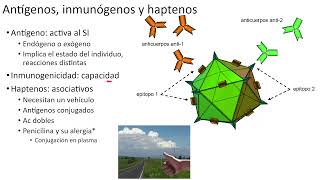 Antígenos inmunógenos y haptenos inmunología 4 [upl. by Anali]